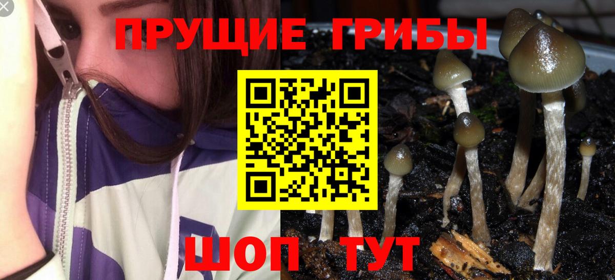 Галлюциногенные грибы Psilocybe  Вход с VPN  Железноводск  Галлюциногенные грибы прущие грибы 